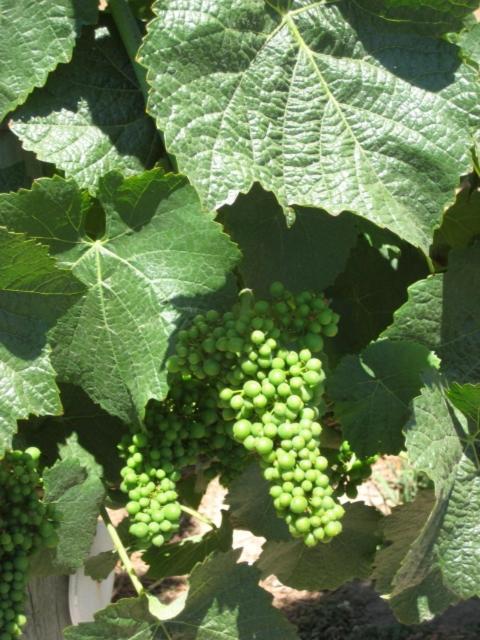 Pearlessence Vineyard Inn Sebastopol Eksteriør billede