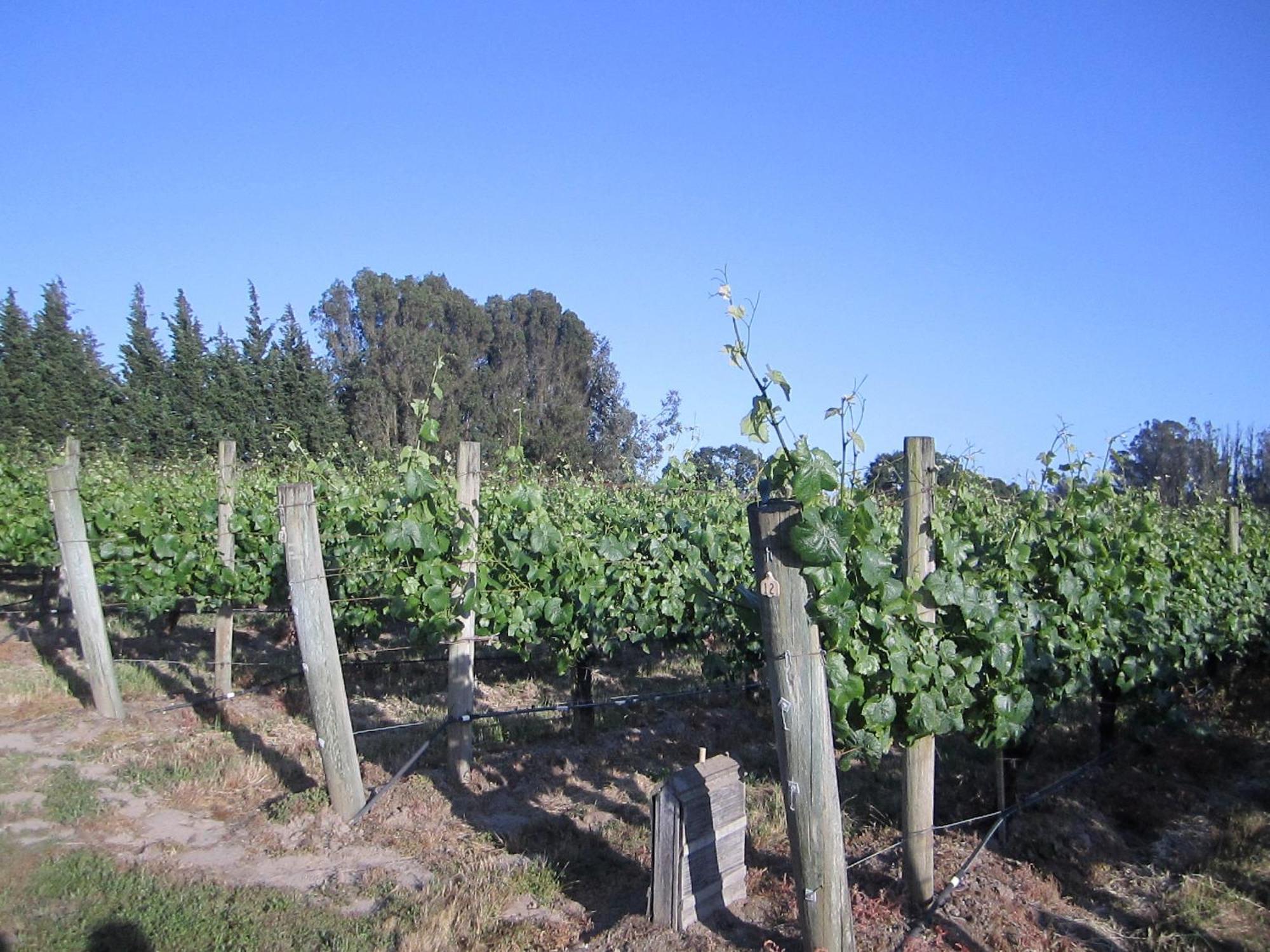 Pearlessence Vineyard Inn Sebastopol Eksteriør billede